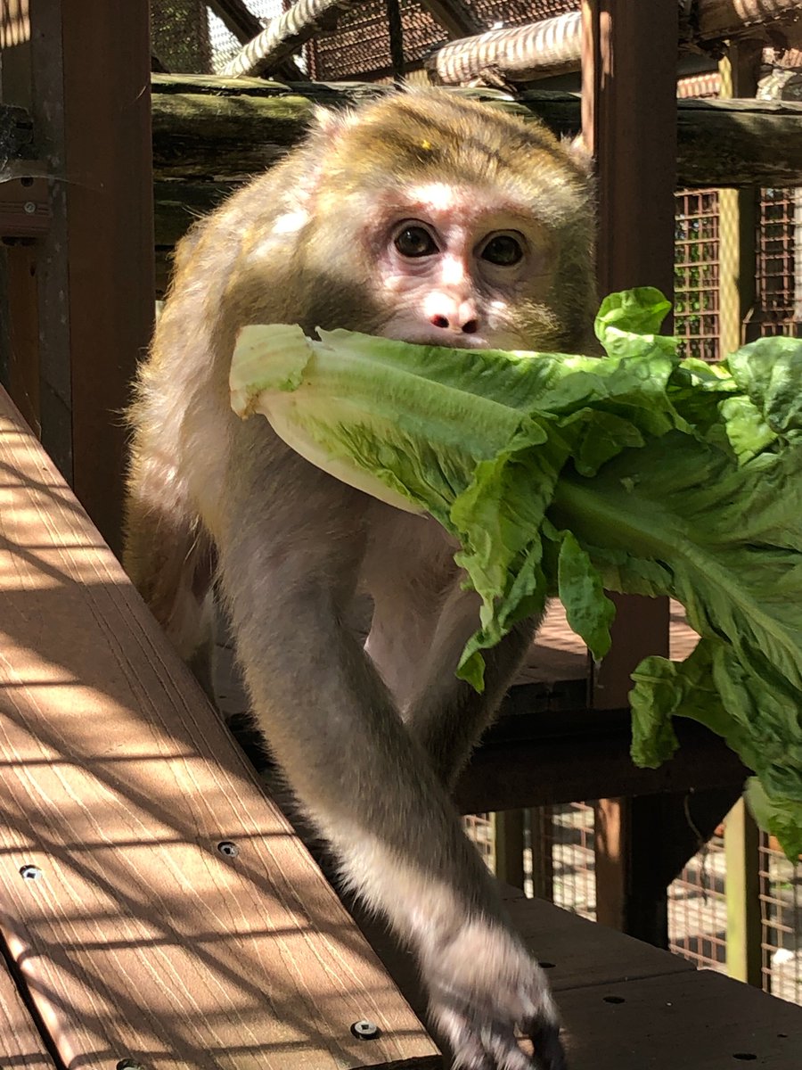 Darla snatched the biggest #lettuce for #lunch! #money #sanctuary #snack