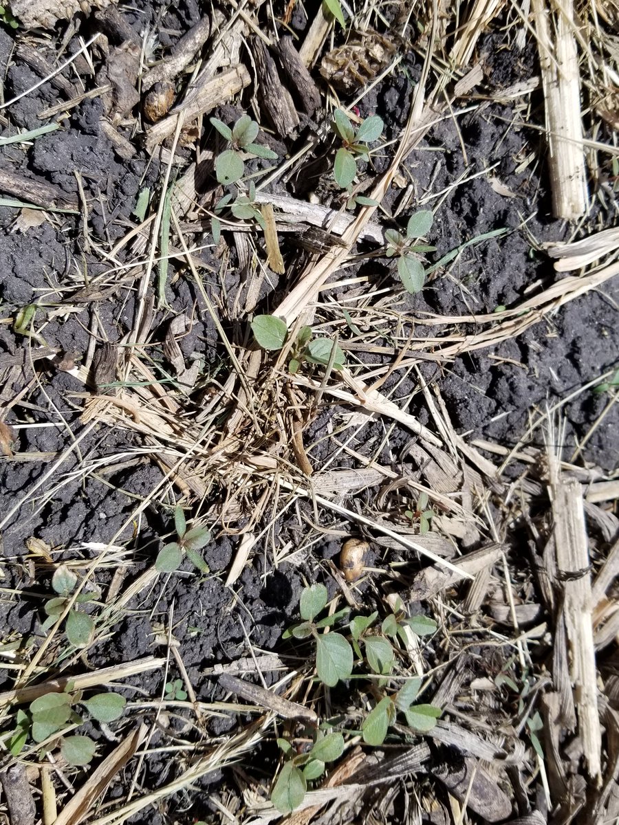 Late soybean #plant19 is synched with waterhemp emergence now.  Need to bring the A game for weed management.
