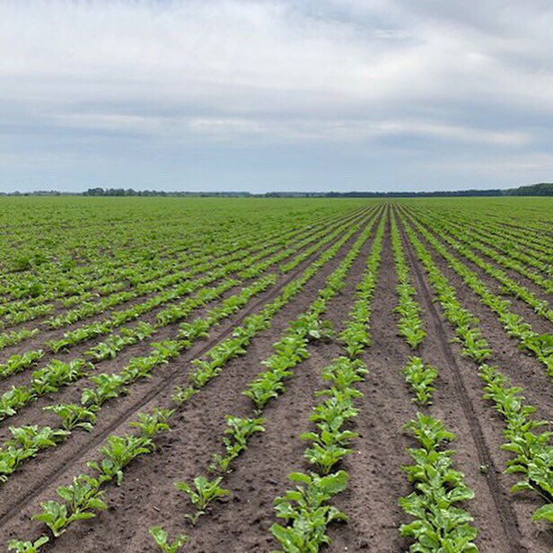 RavenIndustries's tweet photo. This sugar beet field was planted using our leading guidance system RS1 with Viper 4. Also every row is exactly 56 cm apart using RTK. 👌 #agri2 #steerfarm #ravenprecision #ravenind https://t.co/a1Xoazh1tI