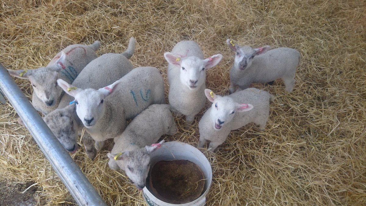 overtownfarm's tweet photo. Sunday will be sunny 
 for our @OpenFarmSunday farm walk &amp; I'm on @BBCGlos at 11.30am to chat about it.Start at @nationaltrust #Ebworth centre GL6 7ES @ 2pm. If you'd like tea afterwards in aid of @KittyBarronRDA please let me know so we can make enough cake!   
#openfarmsunday https://t.co/emgcOI21Wo