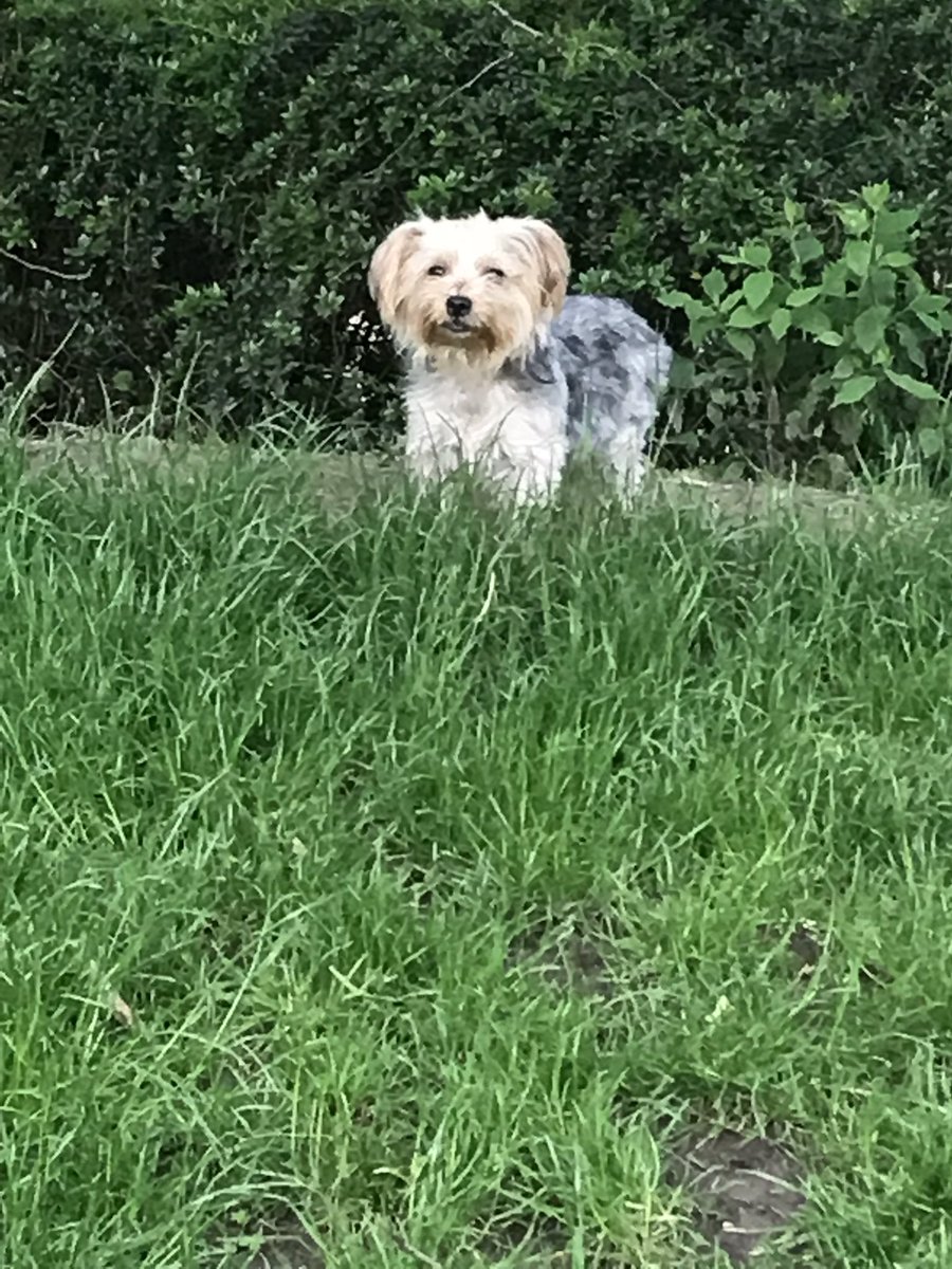 RSPhoenix3's tweet photo. Bersa is king of the hill https://t.co/V0c7r8whOv