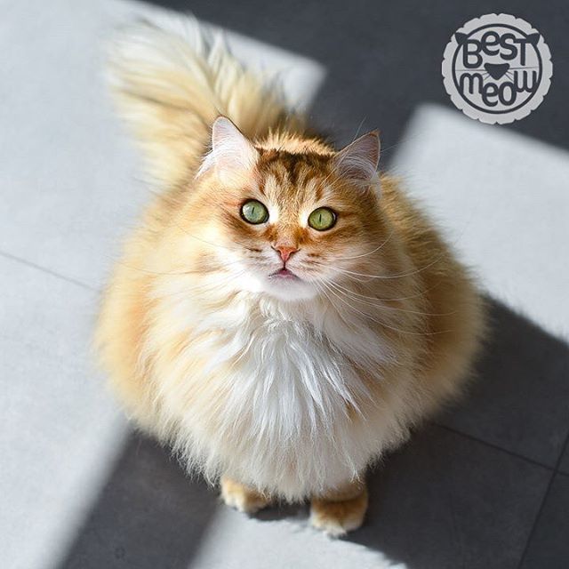 BestMeow's tweet photo. ~
📷: @siberian_monkeys
Selected by: @hollysisson 
Congrats @siberian_monkeys — you’re a #bestmeow! Thank you for sharing your meow with us. ~
Follow @bestmeow and tag #bestmeow for your chance to be featured. For accounts with less than 10k followers… https://t.co/qp5J8jRSoK https://t.co/5m9lMgisiU