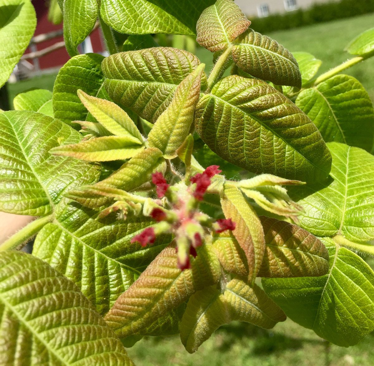 GoGrahamBroker's tweet photo. #butternuttree blooms Looking like a bumper crop of butternuts this year. #conservation #endangeredspecies @conont @RideauValleyCA @MVCAuthority @mississippimills @Carleton_Place https://t.co/m0FGhQ8N30