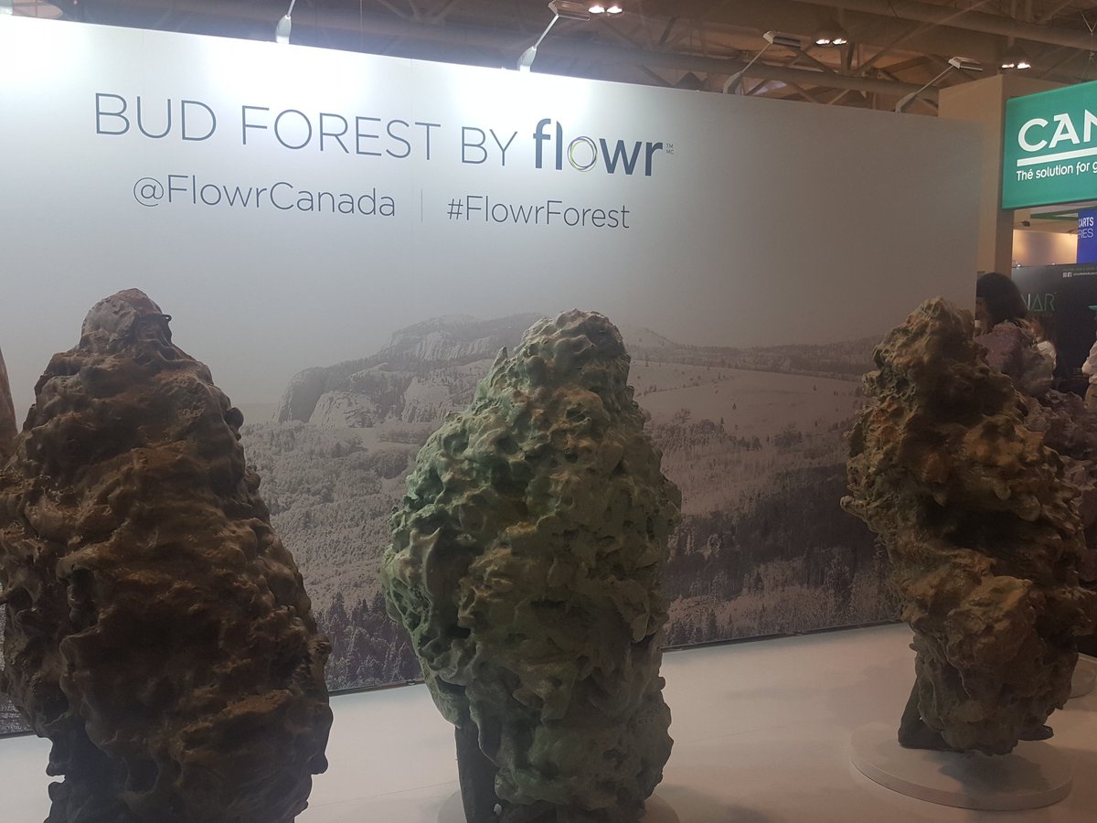 itadnura's tweet photo. Bud from Rockies of Surrey, BC #LiftCoExpo. Hearing a lot of words I have written/spoken before which makes me think we are all creating a collective vocabulary/vernacular in #cannabis in medical and recreational ongoing -a collaborative consciousness @FlowrCanada #FlowrForest https://t.co/7fkaRQ9F9K