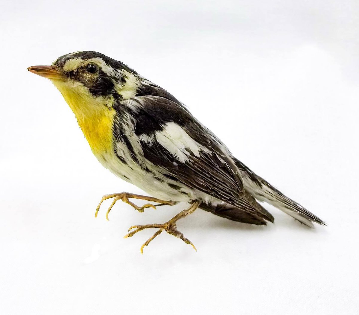 MaybornMuseum's tweet photo. Yellow-throated Warblers (Setophaga dominica) mostly hang out in the tops of trees, but this one started hanging with us 141 years ago. Though common, their populations increased by 50% between 1966 and 2014...let us know if you spot one! #maybornmuseum #waco #wacotx #wacofun https://t.co/0SlrtftxKt