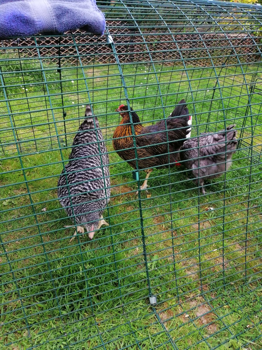 Well, that escalated quickly - only had them a week and we are already discussing how much more of the lawn (all??) and garden could be given over to them. Personally, I blame <a href="/engcountrylife/">English Country Life</a> and <a href="/TheFloofLady/">The Floof Lady</a> 👍😂😂 #teamfloof #floofs #chickens