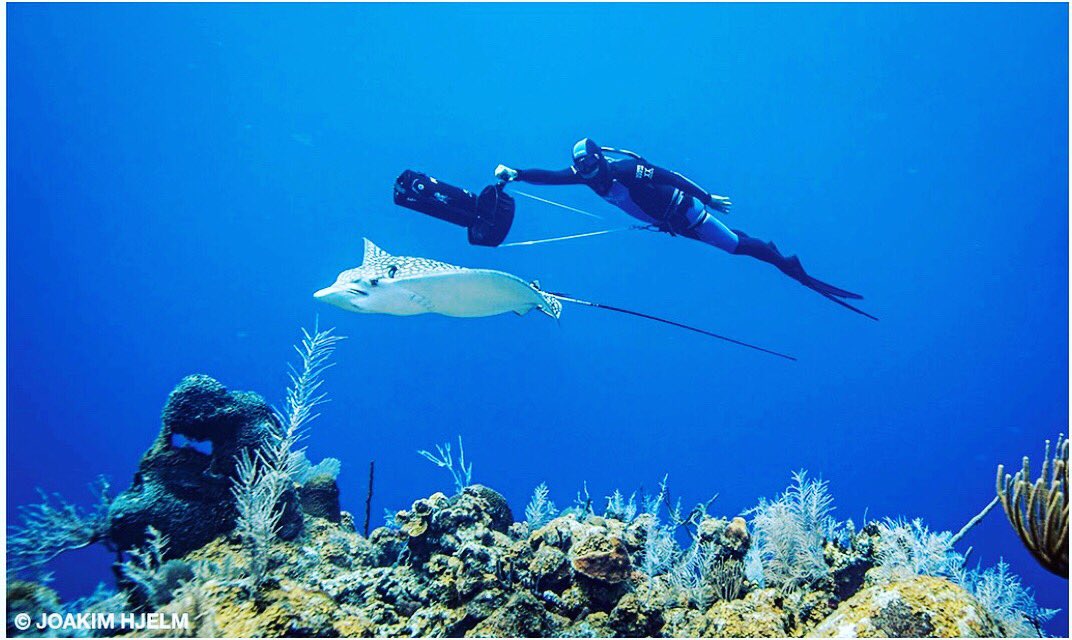 PerformanceFI's tweet photo. Great article in @diversalertnetwork Alert Diver Magazine on Freediving Safety. https://t.co/PMVpIOpgpc #alertdiver #pfi #freedivingsafety #exploreyourpotential #DiversAlertNetwork https://t.co/K007IsqCFM