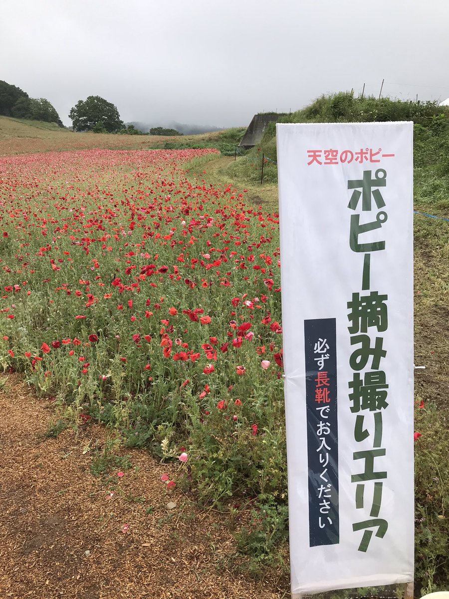 天空のポピー 公式 先程お伝えしたとおり 花は倒れてしまいましたが 下斜面エリアは見頃が続いています また摘み撮りイベントも開催中です 皆さまのお越しをお待ちしております 駐車場は一部規制をかけ対応しております 予めご了承ください 天空のポピー 公式 先程お伝えしたとおり 花は倒れてしまいましたが 下斜面エリアは見頃が続いています また摘み撮りイベントも開催中です 皆さまのお越しをお待ちしております 駐車場は一部規制をかけ対応しております 予めご了承ください