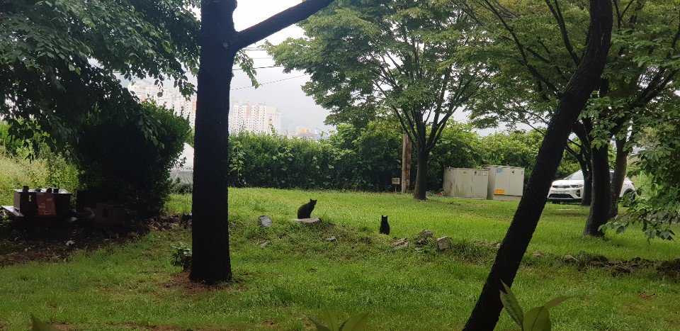 sooksookcat's tweet photo. 삶은 멀리서 보면 희극, 가까이서 보면 비극이라는 말이 있죠. 길냥이들의 삶도 꼭 같은 것 같아요. 멀리서 보면 이다지도 아름다운 풍경인 것을.... 길냥이들의 삶이 멀리서도, 가까이서도 행복한 그날까지 밥차는 계속 달릴겁니다. https://t.co/NSiEvcgflL