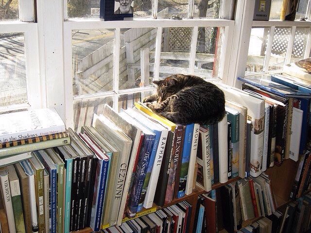 ChanthanThip's tweet photo. Cats can sleep anywhere 😍😊. 
@bella_tomy 
#Cats https://t.co/nsIk6fYP4T