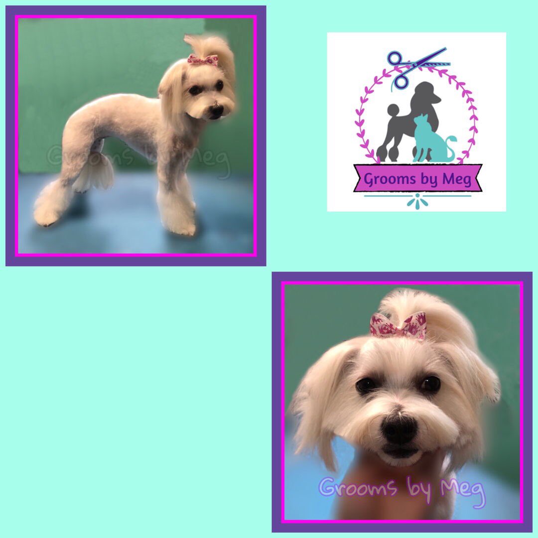 #adorable Mika! Her mom likes a #uniquelook for her! #personalitytrim #customgroom #asianfusiongrooming #afgrooming #asiangrooming #doggrooming #groomer #dogsoftwitter #doggroomer #petstylist #petgrooming #grooming #cutedog #doggroominglife #dogoftheday #sweet #cutedogs