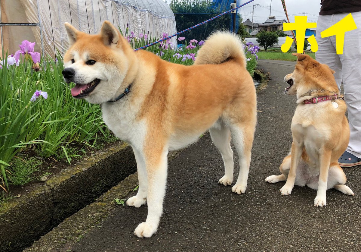 二葉 Nano 桜 全然カメラ目線にならない二葉 玄関に珍しいお客様 カニ 犬の写真 あっちむいてホイ 犬の写真へたくそ選手権 犬の散歩 いぬのいる生活 いぬのいる暮らし 秋田犬 秋田犬love 雑種犬 雑種犬love いぬすたぐらむ サワガニ Dogs 二葉 Nano 桜 全然カメラ目線にならない二葉 玄関に珍しいお客様 カニ 犬の写真 あっちむいてホイ 犬の写真へたくそ選手権 犬の散歩 いぬのいる生活 いぬのいる暮らし 秋田犬 秋田犬love 雑種犬 雑種犬love いぬすたぐらむ サワガニ Dogs