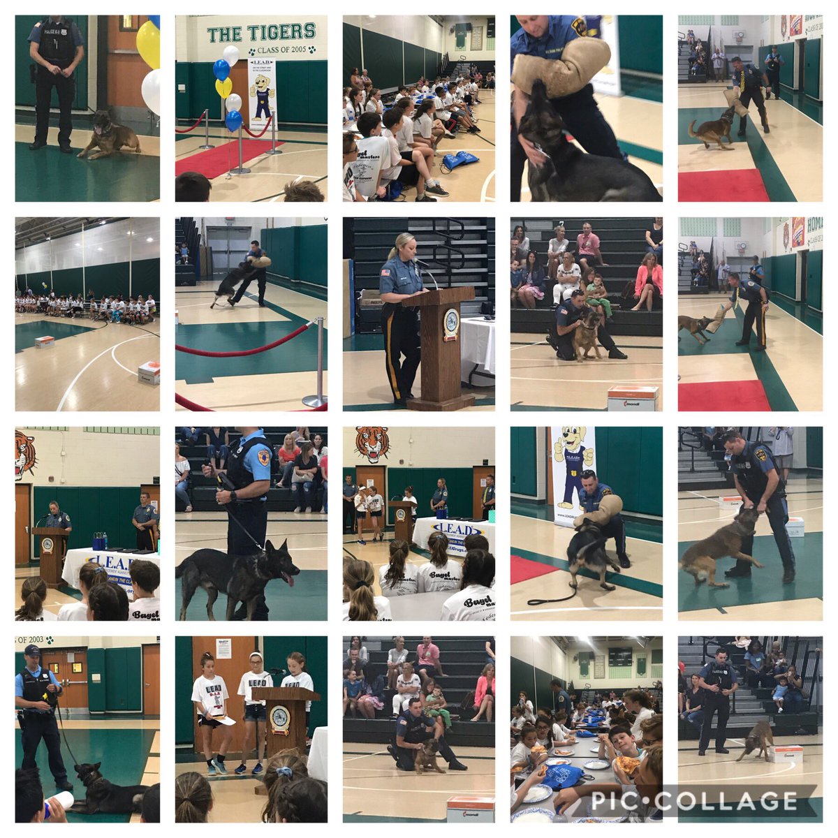 SBS_Tigers's tweet photo. 🐯Congratulations, 5th Grade L.E.A.D. graduates! You learned a lot from our SPD officers!! Thank you very much, SPD, Red Bank PD, and Middletown Twp. PD!! And a special thanks to our K-9 guests, Eko &amp; Koda!!! #SBSTigers #SPD #RBPD #MTPD #LEAD https://t.co/x22SJElCvG