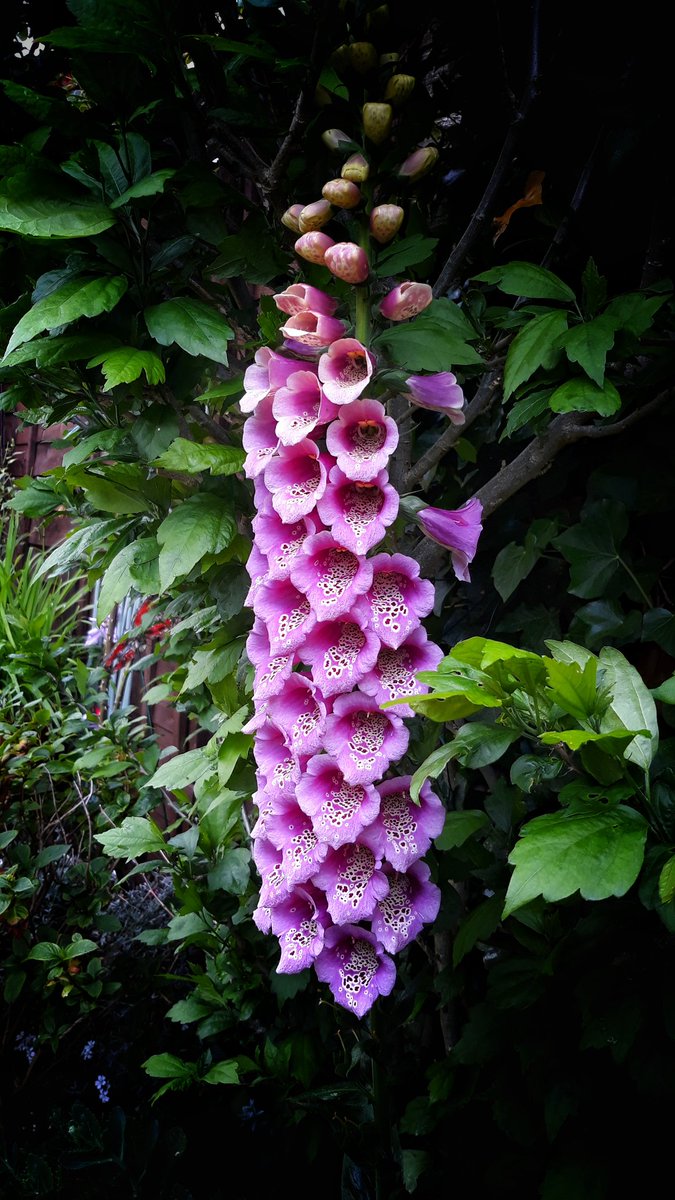 Our #foxglove  as good as any at #ChatsworthFlowerShow