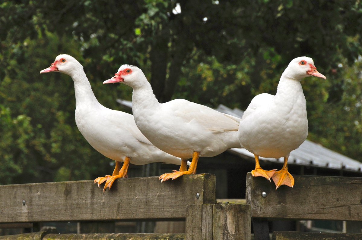 Pixel_Tag's tweet photo. Ces trois canards attendent avec impatience un dialogue surprenant! #PixelTag 

Crédit photo: Catherine Lapointe https://t.co/ofvgafn7kq