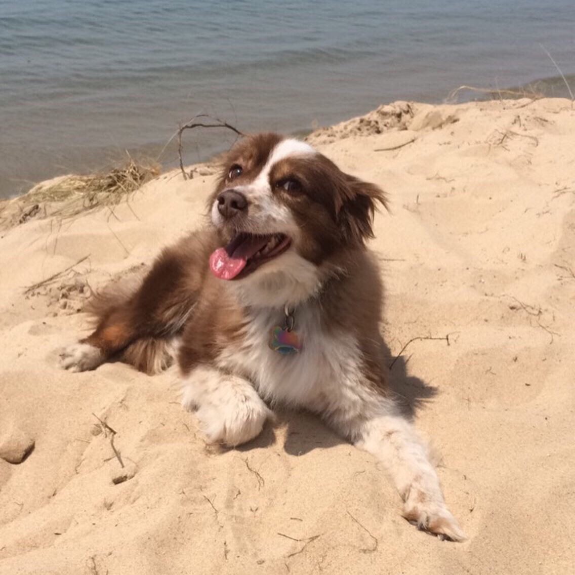 AusPupThoughts's tweet photo. I like to pretend I don’t like the water, but deep down, I really do. I mean, who doesn’t like to sit on the beach?!?!? ☀️People come pet me and give me snacks! 🐣#Dogthoughts https://t.co/Q0VPXASRBO