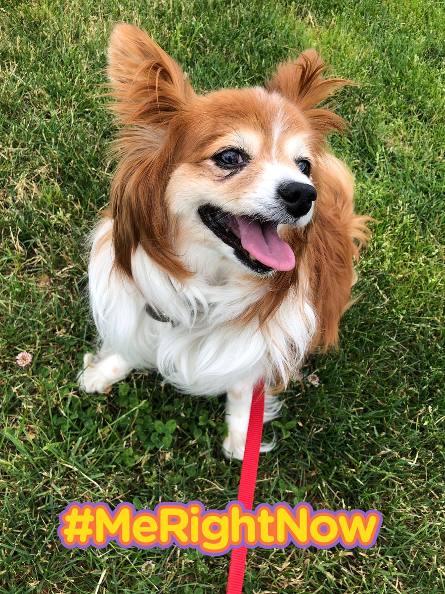 Papillon_Sere's tweet photo. These paws are made for walkin’ 
You heard me... 

#dog #papillon #Serendipity #dogsofinstagram #dogsoftwitter #DogWalk https://t.co/dAee0hfvLZ
