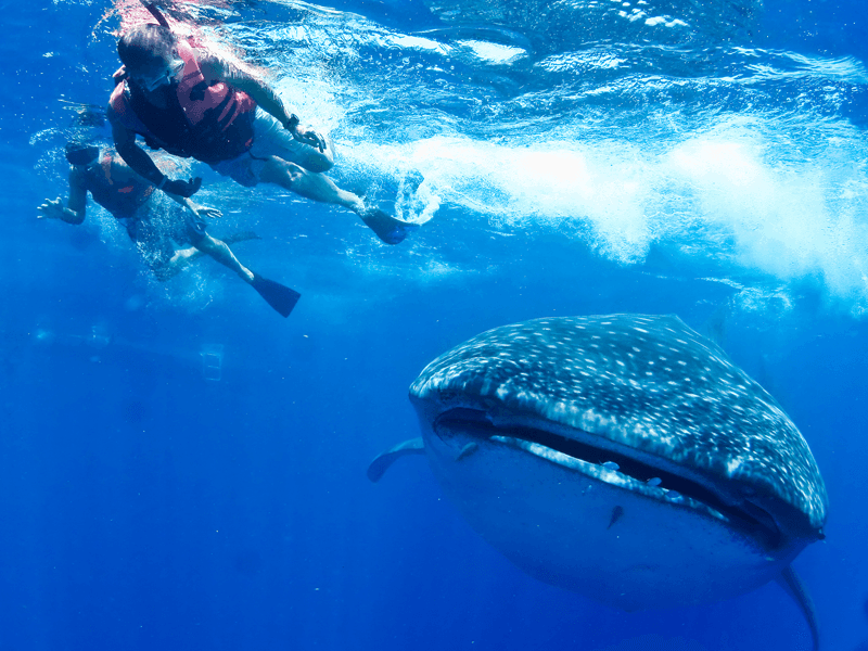 ecocolorstours's tweet photo. Do you want to swim with Whale Shark?🐳🏊♂️🏊♀️ Please, click here and get a tour!😉 -> https://t.co/hytmSK9s9V #Ecocolorstours #WhaleSharkTour #ecotourism #vacations #AdventureTime https://t.co/b9oawGAU4P