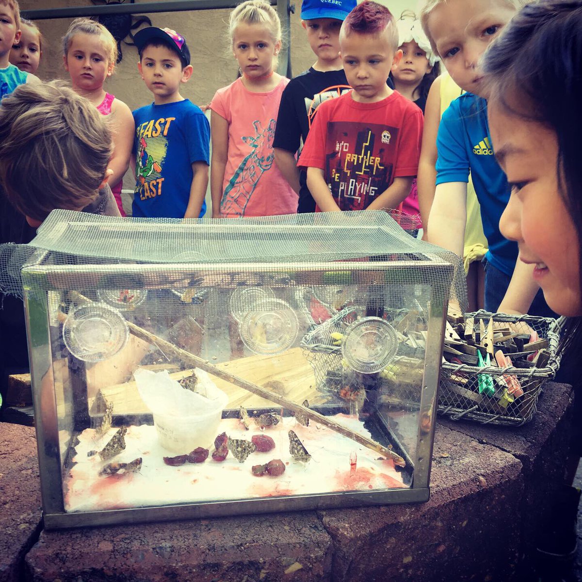 HeraldSchoolMH's tweet photo. Busy week at Herald with #butterflyrelease #coffeebrewcrew #schoolgarden and more! #handsonlearning #learningtransfer #whereallthepiecesfit #medhat @mhpublicschools #mhpsdfamily https://t.co/9WqpOxJNuk