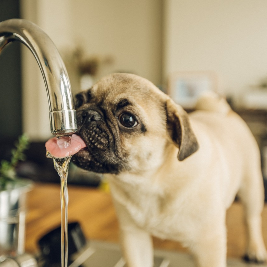 Would you give your babies bad water? I don't think so... With Aquatru Premium Water, you'll never have to worry about the water they're drinking... drip by drip, pour by pour, clean water comes freely purified and and more!