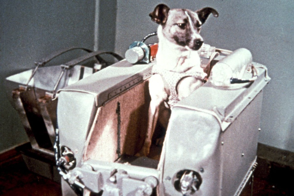 twitwilber's tweet image. #historiatech

Laika 1957