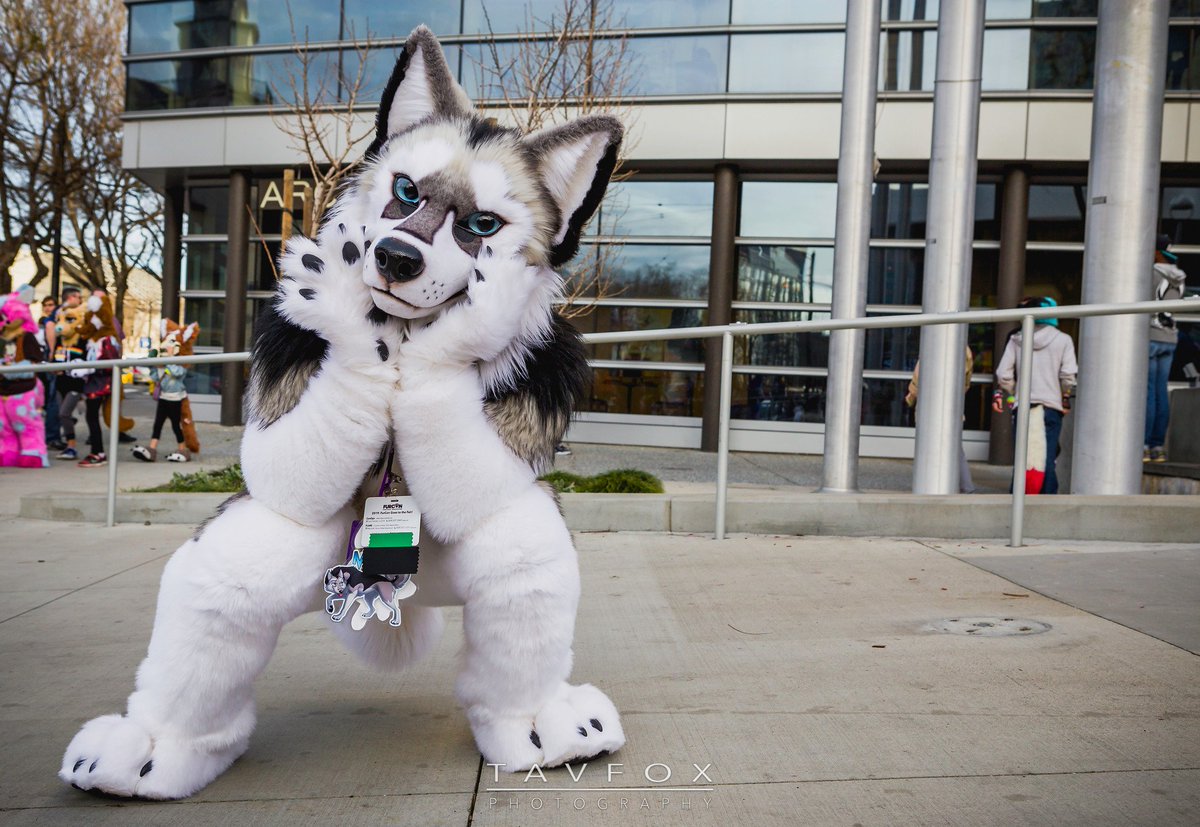 Pup_Leo's tweet photo. -I know it's #FursuitFriday and all....
But could i get just a little privacy here! 😳😅
Thank you 📷 @Tav_Fox  for the photography.
#FC2019 #furry #FancybeastFriday https://t.co/5HfIm3U1BG