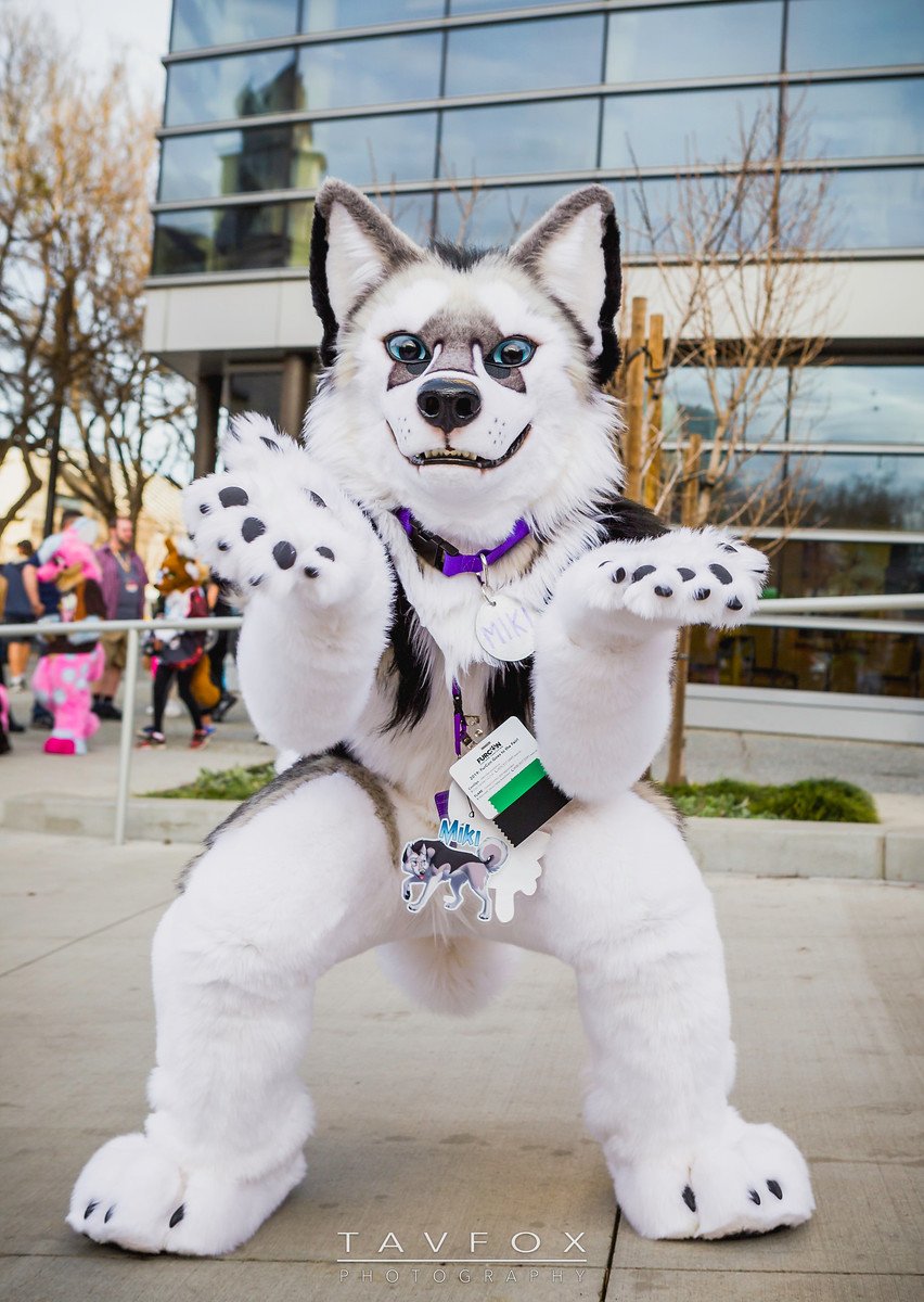Pup_Leo's tweet photo. -I know it's #FursuitFriday and all....
But could i get just a little privacy here! 😳😅
Thank you 📷 @Tav_Fox  for the photography.
#FC2019 #furry #FancybeastFriday https://t.co/5HfIm3U1BG