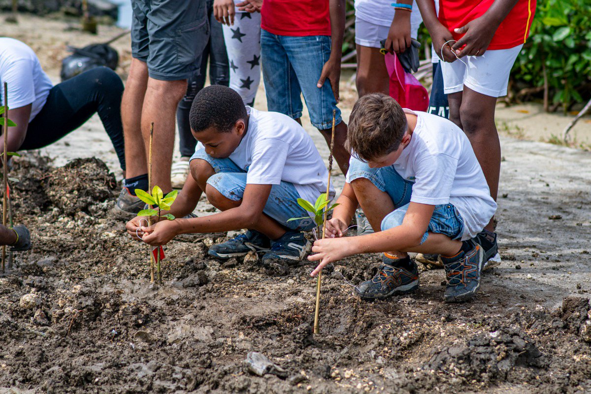 PortGuadeloupe's tweet photo. 🌱 🌎 Notre programme pédagogique Cáyoli Junior se poursuit avec la transplantation de jeunes palétuviers rouges par des écoliers à Bergevin les 6 et 7 juin ✅ : https://t.co/jCskHbOgMa 
#Cayoli #Nature #Guadeloupe #Mangrove #Education https://t.co/OJr2b6Do3M