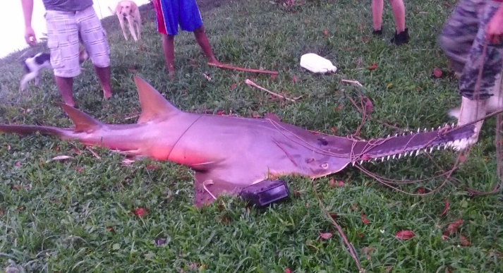 SharkAdvocates's tweet photo. Caribbean Countries Agree to Protect Sawfish #CEPCOP15 #SPAWProtocol https://t.co/66ACGrF47R https://t.co/Fhmw4Xp7av
