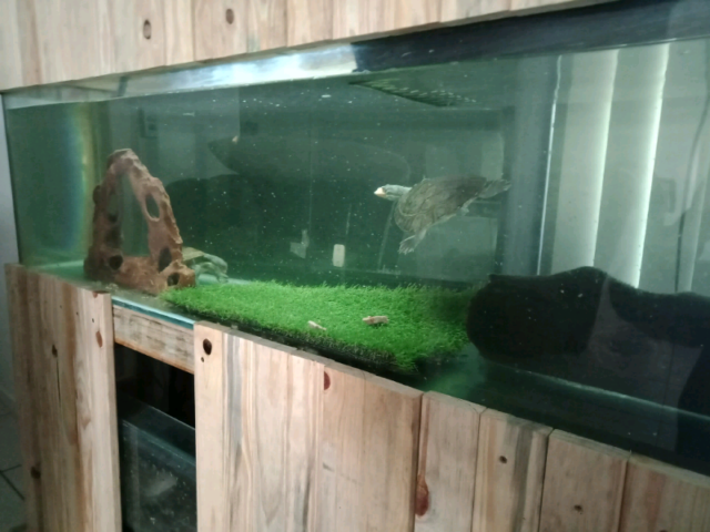 5ft tropical fish tank