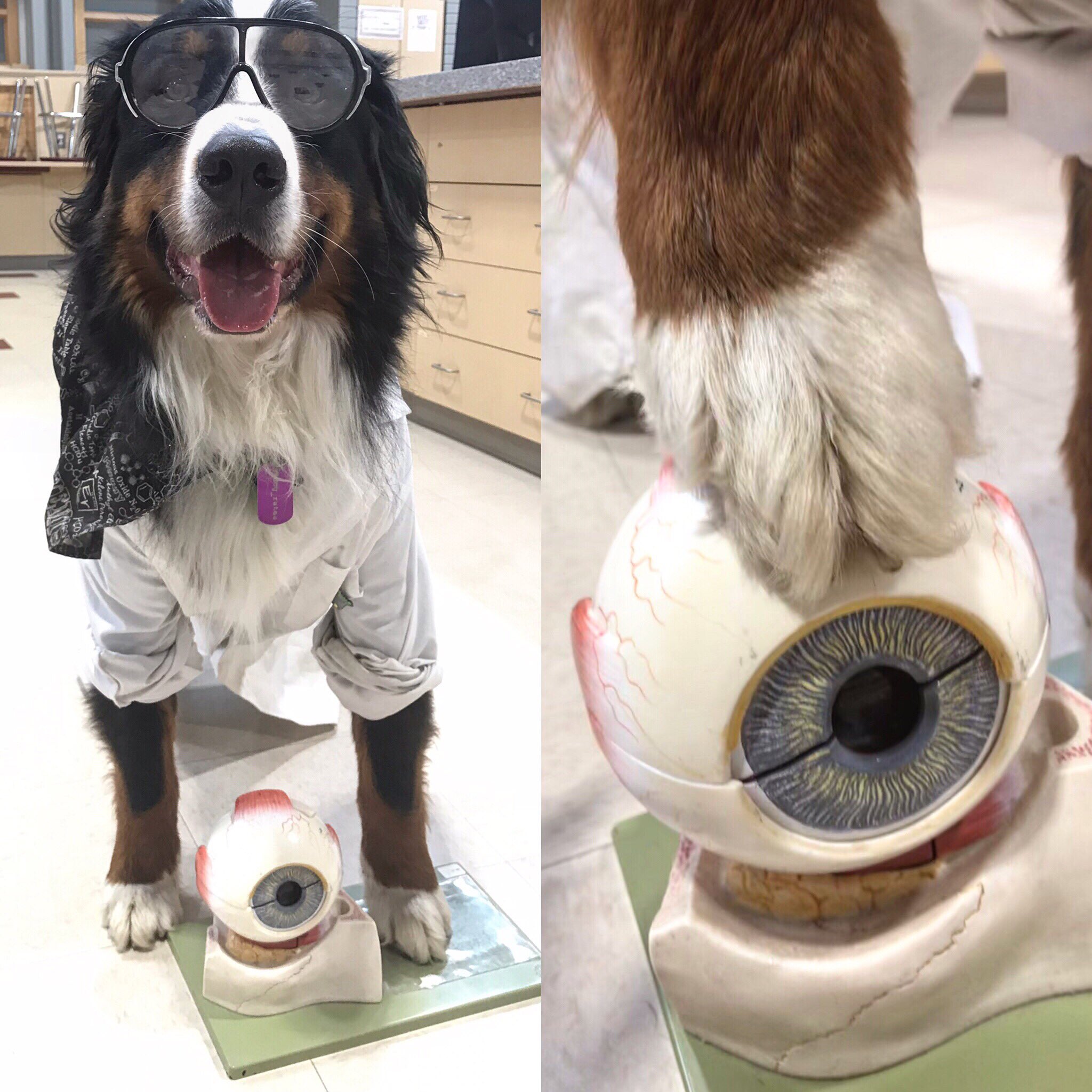 Can Dog See In The Dark