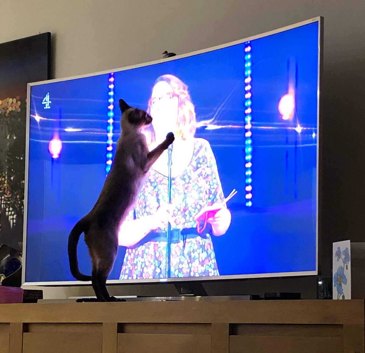 Lily knows a cat lover when she sees one 😂 #sarahmillican