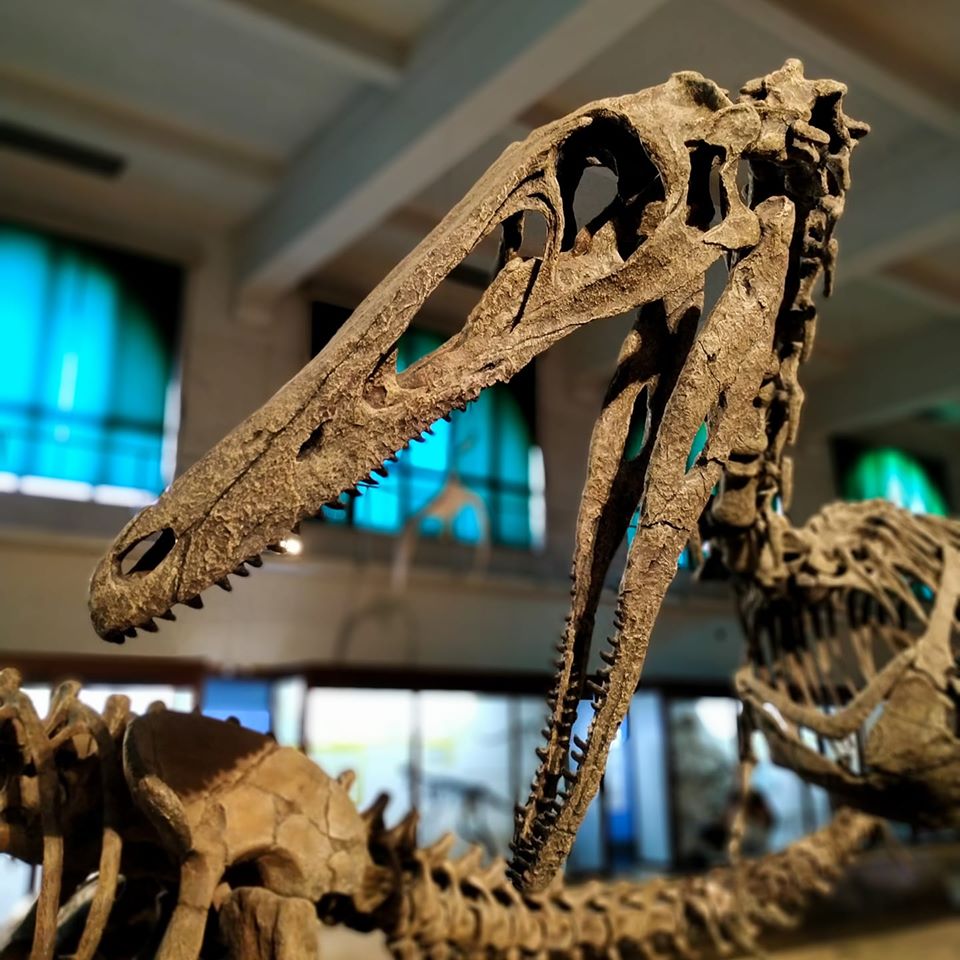 LACEV_MACN's tweet photo. Hoy en el #fossilfriday les mostramos al temible Austroraptor!
Con sus más de 5 metros de largo, es uno de los raptores más grandes conocidos. Vivió durante el periodo Cretácico, hace 70 millones de años en Patagonia y podes visitarlo en el MACN en Parque Centenario https://t.co/EkvKHo7jNn