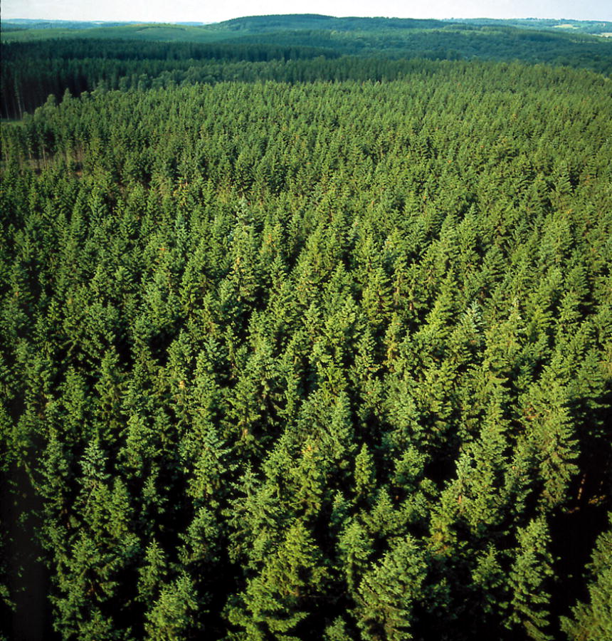 EarthDay's tweet photo. 'He that plants trees loves others besides himself' -  One full grown tree absorbs one ton of carbon! It's one easy way to help out our planet 💚🌳🌍

Help us reach our goal of planting 7.8 billion trees in 2020! https://t.co/Q90PYMasL5