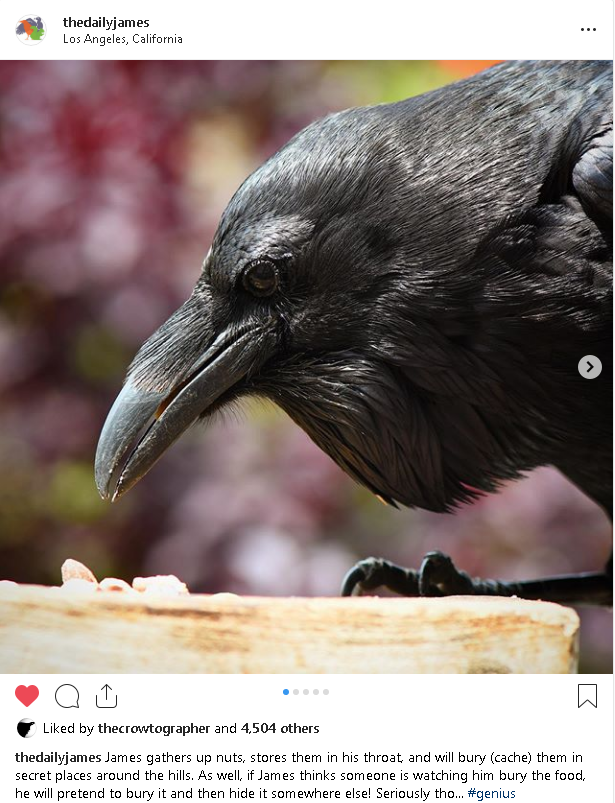 mariliacout's tweet photo. James gathers up nuts, stores them in his throat, and will bury (cache) them in secret places around the hills. As well, if James thinks someone is watching him bury the food, he will pretend to bury it and then hide it somewhere else! Seriously tho... #genius #ravensofinstagram https://t.co/C6T4MiTE0Y