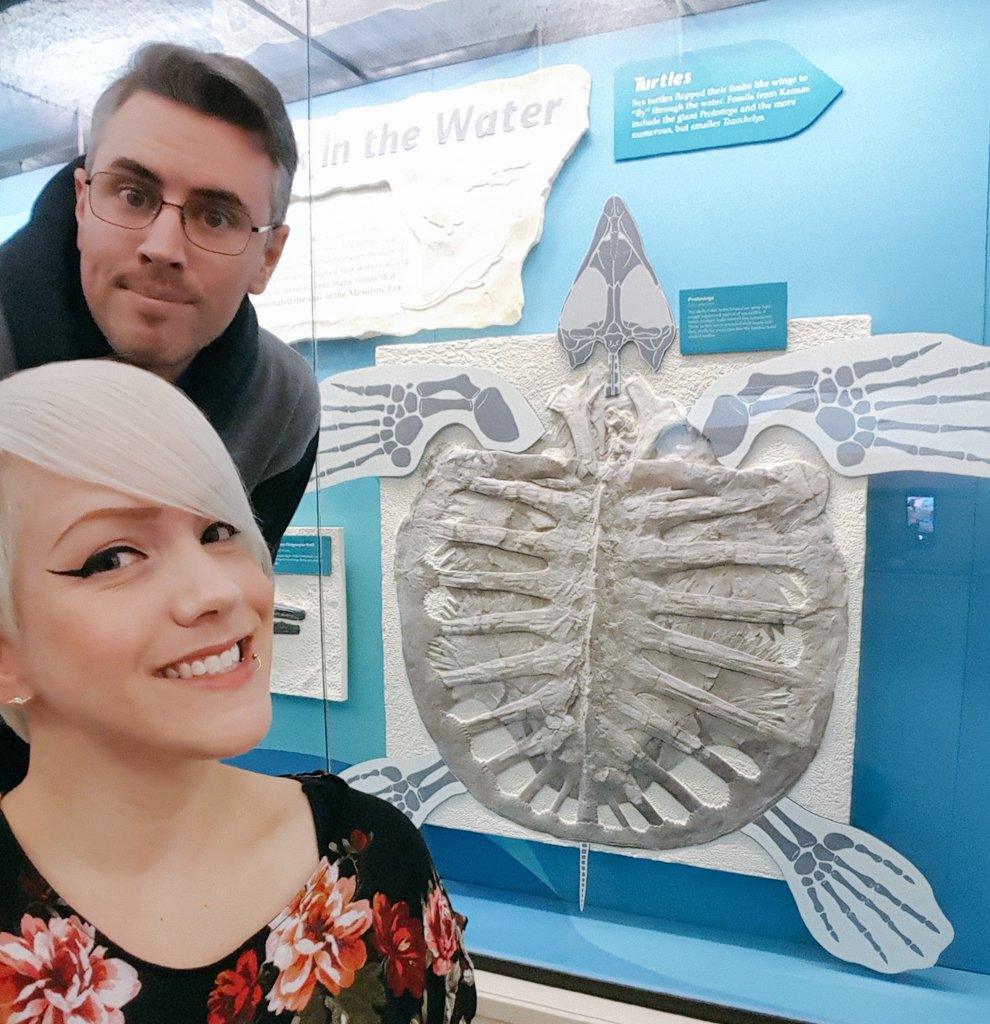 LadyNaturalist's tweet photo. Happy #FossilFriday! Here's the giant extinct sea turtle, #Protostega, from the Cretaceous chalk of Kansas for #WorldOceansDay! Kansas used to be covered by a warm inland sea. Fossils like these, mosasaurs, fish, molluscs, and plesiosaurs can be seen now @SternbergMuseum! https://t.co/ByZ7rCkZ4g