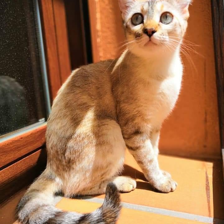 animales_apuros's tweet photo. Katniss y Nerón dos almas que se complementan. 

Estos dos peluchitos fueron encontrados con tan sólo 1 y medio en medio de la carretera en un pueblo cerca de Ávila, con los ojos completamente tapados por la infección que tenían.

https://t.co/4slIfJ7DnS

https://t.co/rGKDFYxkYD https://t.co/Xd8sdKOpPM