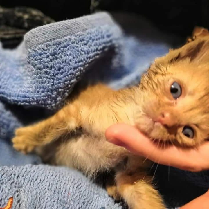 Katniss y Nerón dos almas que se complementan. 

Estos dos peluchitos fueron encontrados con tan sólo 1 y medio en medio de la carretera en un pueblo cerca de Ávila, con los ojos completamente tapados por la infección que tenían.

animalesenapurosavila.protecms.com/animal/7485

animalesenapurosavila.protecms.com/animal/7484