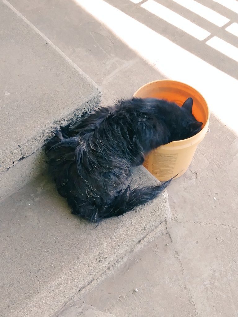 GrumkeFarms's tweet photo. Really don't want to know what he has been up to today. 😬 (FYI he smells really bad) #LongHairCat #Farm #HorribleSmell https://t.co/FOwi5kUsGV