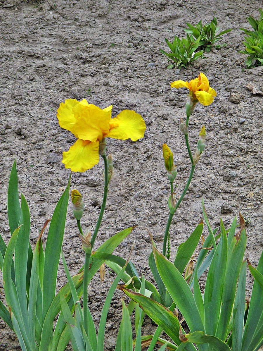 Carola Christina (@carofit40) on Twitter photo 