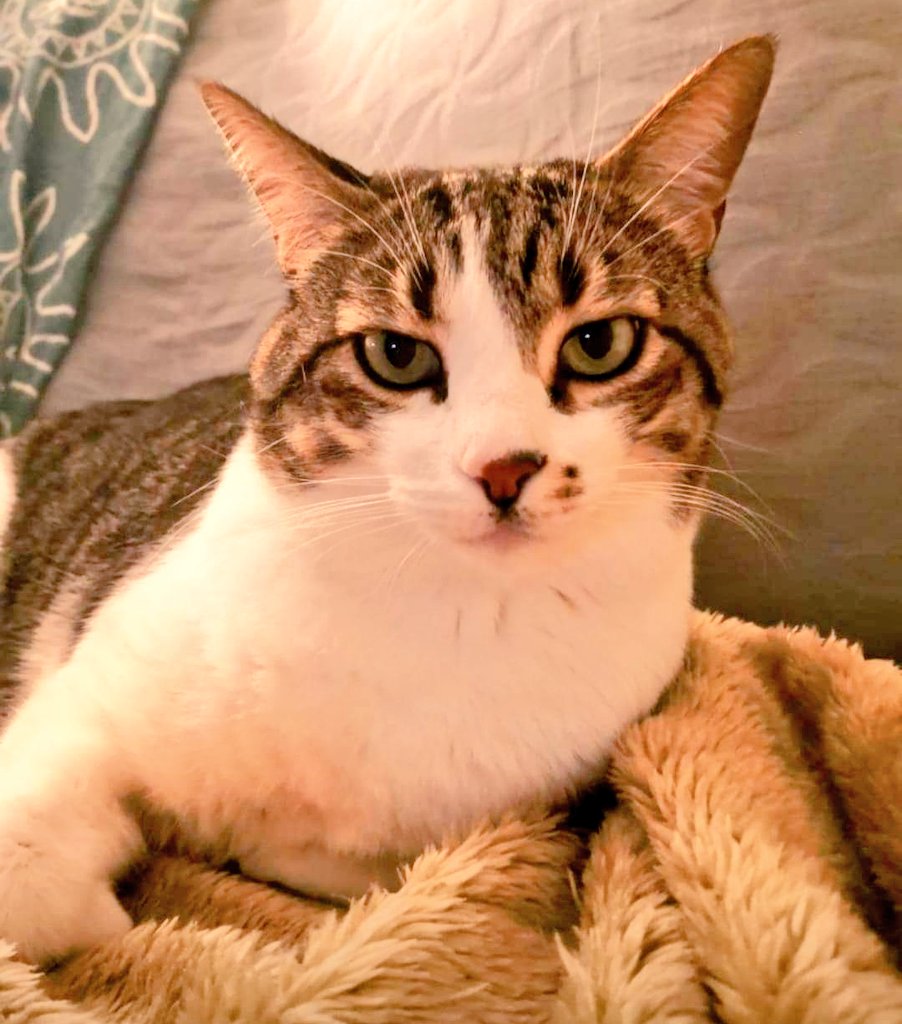 Gat perdut a #ElMasnou (c/ Flos i Calcat). L'OTTO és molt bo però espantadís. Té una taca característica al nas i la panxa i potes blanques. La família l'està buscant dia i nit però no apareix, si el veus > 650075173 #XarxaBarcelonaPerduts #gràcies #Maresme