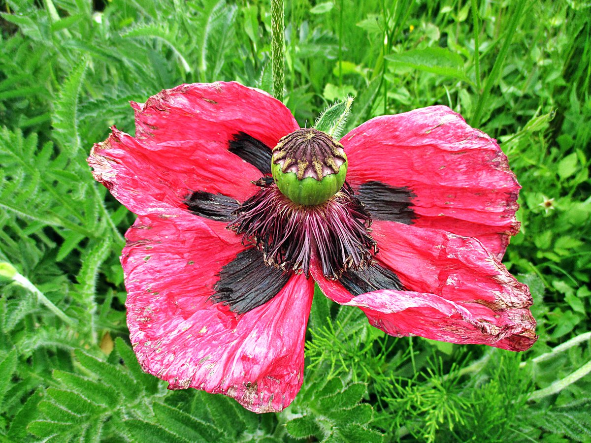 Carola Christina (@carofit40) on Twitter photo 