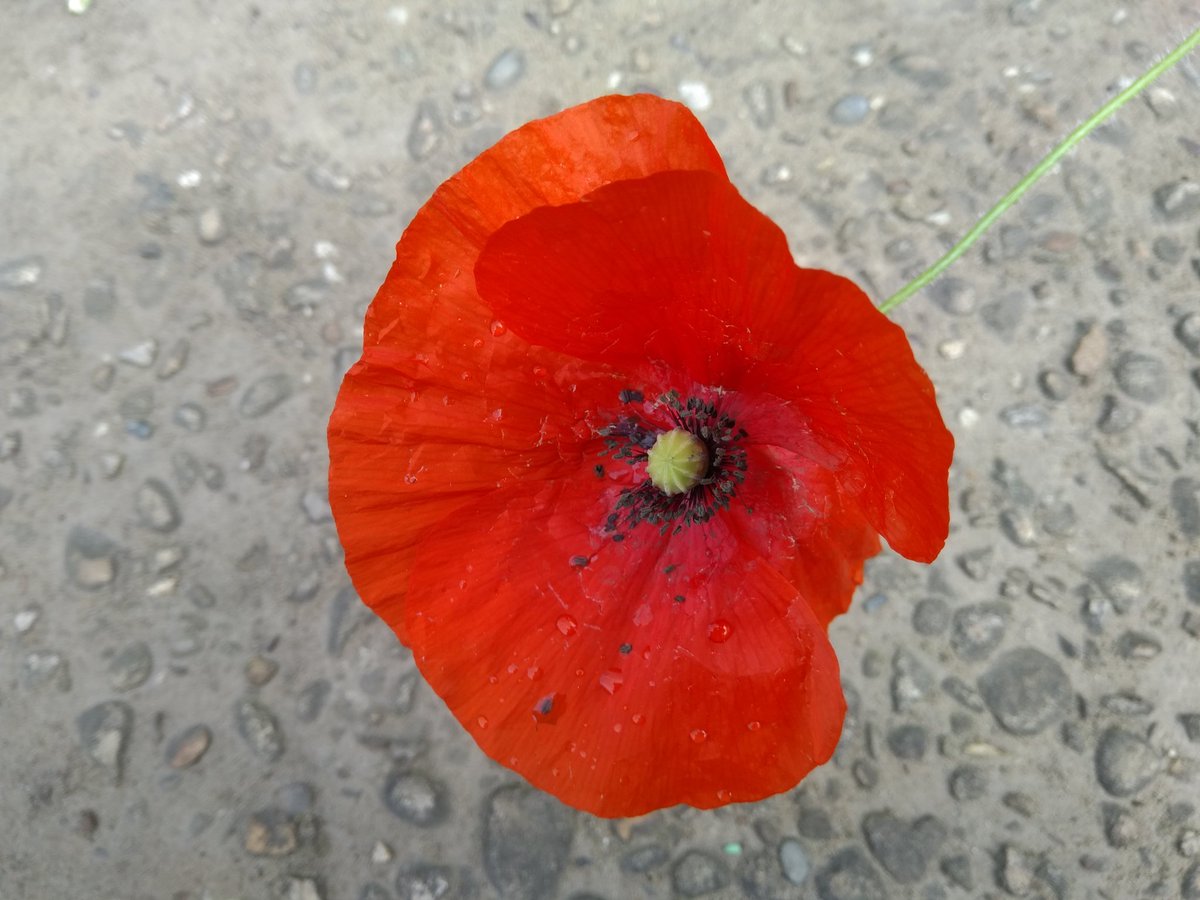 Michael Gott tweet media