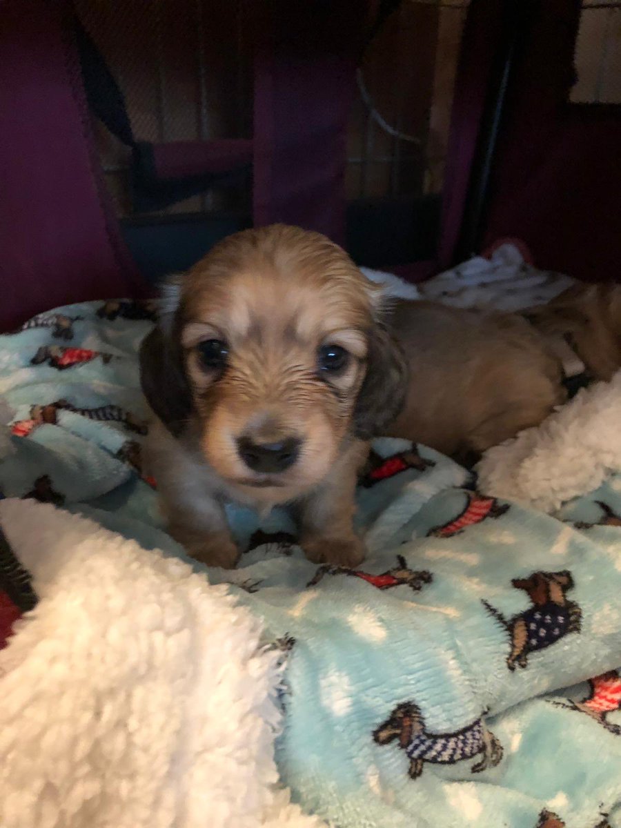 longhaireddach's tweet photo. Say hi to Zeus - he is four weeks old. #dachshund #dog #FridayMotivation #SausageArmy https://t.co/zEzNUGbiSA