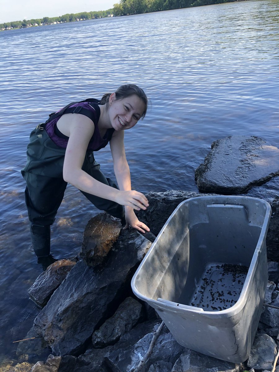 PoslednikAnna's tweet photo. Picking dreissenids for the round gobies Iβm studying this summer! Oneida Lake is home to two invasive species of mussels- #Zebra and #Quagga, both of which are prey for round gobies. #Shack2019 https://t.co/X6Ikp60gZE