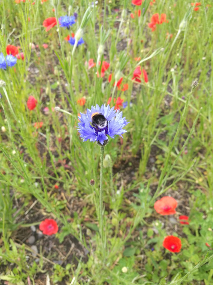 OryxCrake's tweet photo. Day 7 of #30DaysWild visiting our buzzy friends in the wildflower patch of Vulcans park 🌳🌲🐝🌼🏵️@30DaysWild @cumbriawildlife @workingtontco https://t.co/WLBcQL3qk5