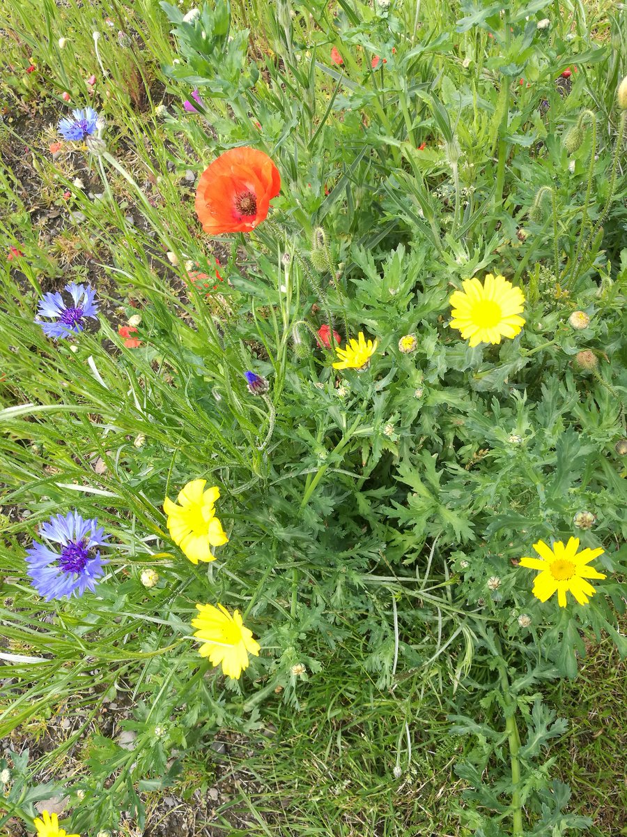 OryxCrake's tweet photo. Day 7 of #30DaysWild visiting our buzzy friends in the wildflower patch of Vulcans park 🌳🌲🐝🌼🏵️@30DaysWild @cumbriawildlife @workingtontco https://t.co/WLBcQL3qk5