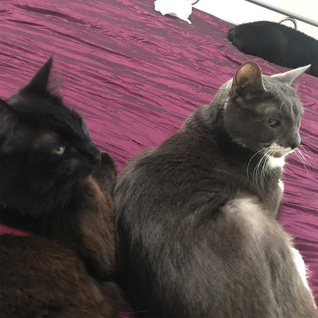 VenusdeMeow's tweet photo. Want to be barraged with cuteness? Check out my kitties at @darththekitty and @adonisthestache https://t.co/Sj5sqlLv4M https://t.co/pGf26v9ROp