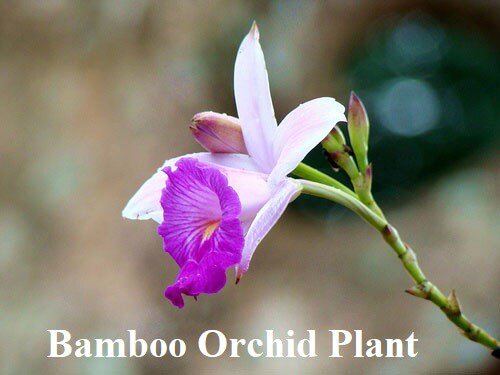 gardens_nursery's tweet photo. Bamboo Orchid Plant #bamboo #bambooorchid #bambooorchidplant #bambooorchids #flowersorchids #groundorchids #growingluckybambooinsoil #growingorchids #howtocareluckybamboo #howtogrowluckybamboo #howtogroworchids #howtokeeporchids #howtostakeorchids #howtow https://t.co/eaAEjcUOsb https://t.co/afqGXsVqwz