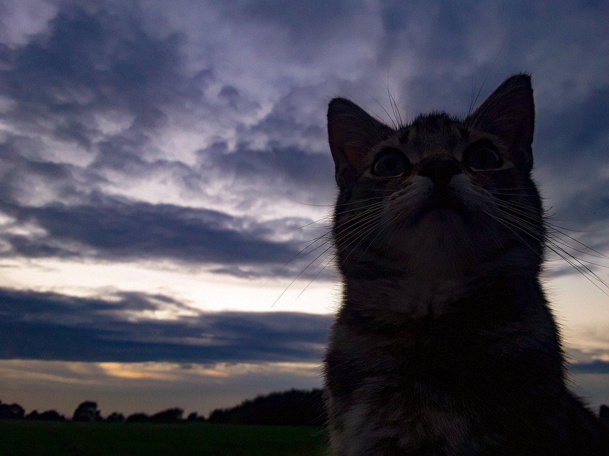 chris_alpacas's tweet photo. No #sunset this evening but still #sunsetcat posed as usual! Thank you for the likes, RT's and lovely comments on my recent pics very much appreciated and to my old and new followers. Good night and sleep well from #precious and me π΄π΄π€π€ https://t.co/PIjpWxKQMJ